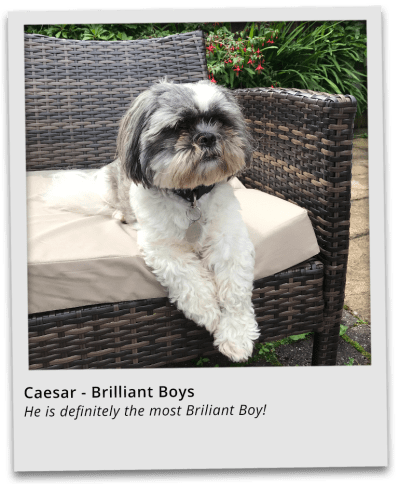 Caesar is entering the Brilliant Boys category. He is definitely the most Brilliant Boy!